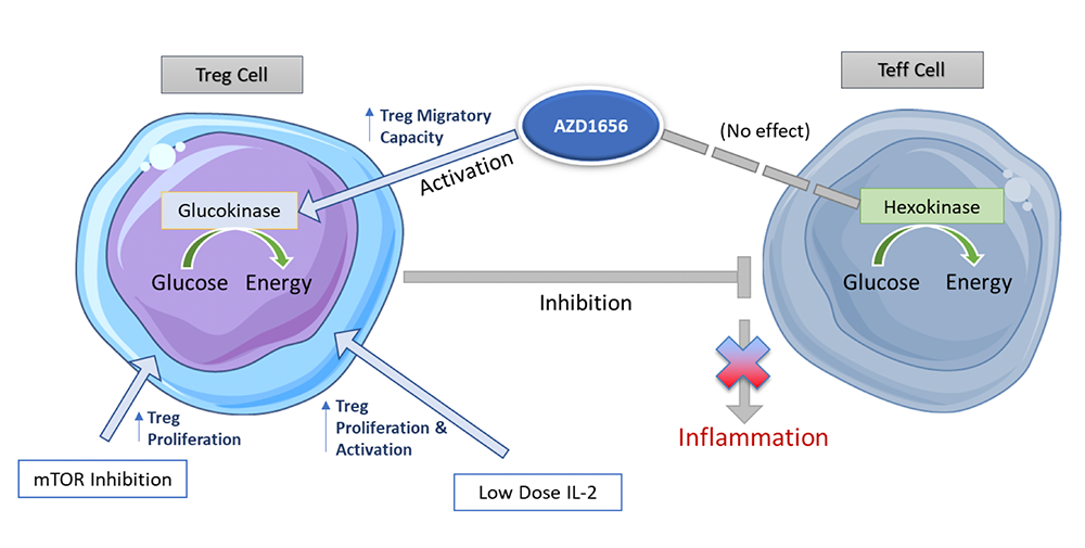 AZD1656 and Treg migration image